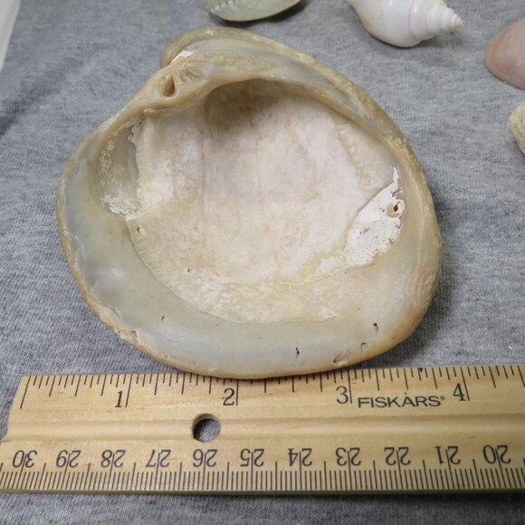 Real Sea Shells Vintage (2) Sandcastles Mr. Sandman OVER 5 POUNDS - Picture 10 of 14